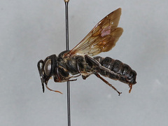 Megachile sculpturalis