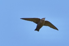 Ptyonoprogne fuligula