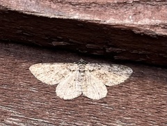 Anavitrinella pampinaria