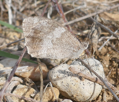 Hipparchia statilinus