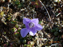Campanula lasiocarpa