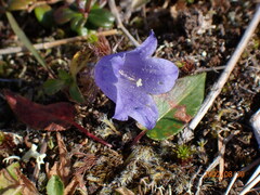 Campanula lasiocarpa