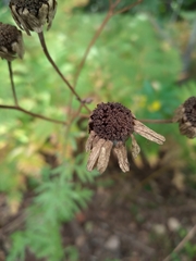Tanacetum corymbosum