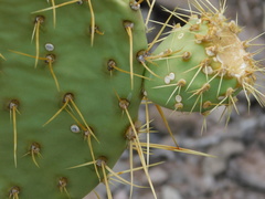 Opuntia comonduensis