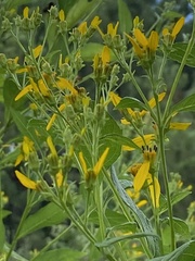 Verbesina occidentalis