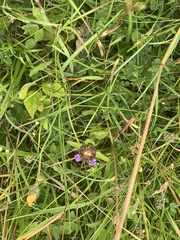 Prunella vulgaris