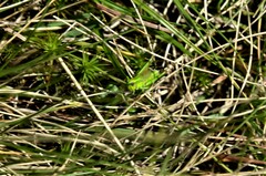 Euthystira brachyptera