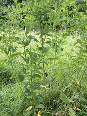Verbesina occidentalis