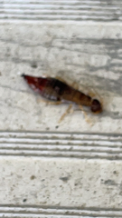 Euborellia annulipes