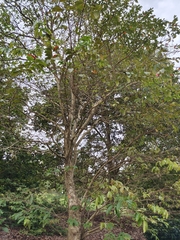 Commersonia bartramia