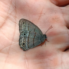 Cissia themis