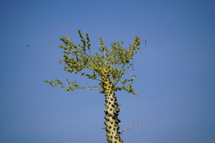 Fouquieria columnaris