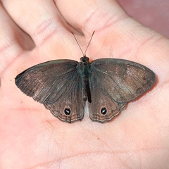 Cissia themis