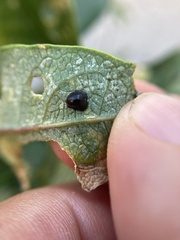 Ceroplastes