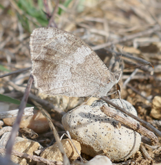 Hipparchia statilinus
