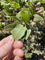 Arctostaphylos montaraensis