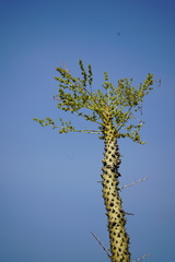Fouquieria columnaris