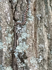 Lampropeltis triangulum