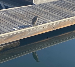 Nycticorax nycticorax