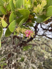 Arctostaphylos montaraensis