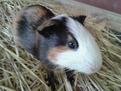 Cavia porcellus