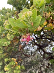Arctostaphylos montaraensis