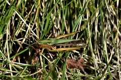 Omocestus viridulus