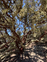 Arctostaphylos montaraensis