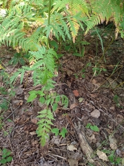 Tanacetum corymbosum