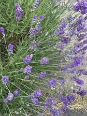 Lavandula