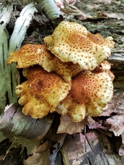 Pholiota squarrosoides
