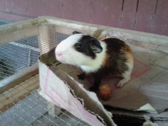 Cavia porcellus