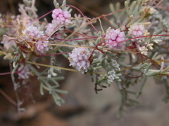 Cuscuta planiflora