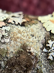 Lecanora strobilina