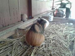 Cavia porcellus