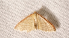 Idaea humiliata