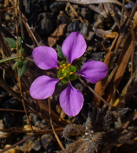 Género Fagonia · NaturaLista Mexico