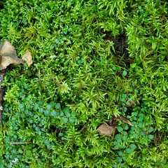 Pleurozium schreberi