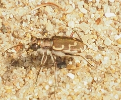 Cicindela repanda