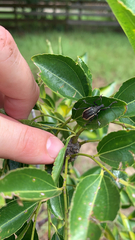 Diaprepes abbreviatus