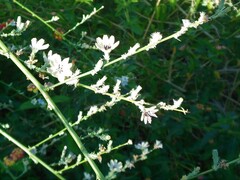 Stephanomeria diegensis