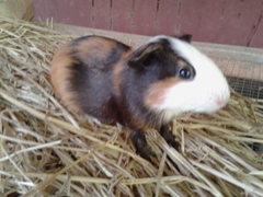 Cavia porcellus