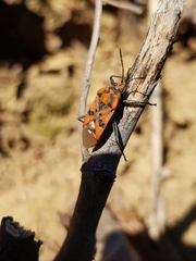 Spilostethus pandurus