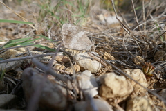 Hipparchia statilinus