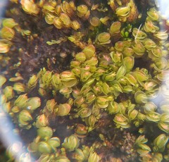 Solenostoma gracillimum