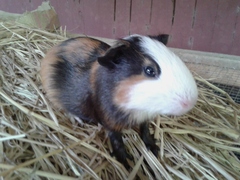Cavia porcellus