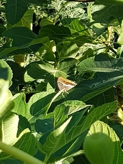 Charaxes jasius