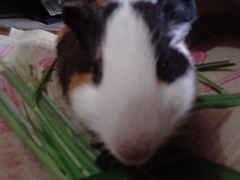 Cavia porcellus