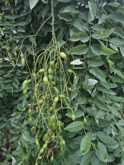 Styphnolobium