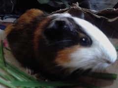 Cavia porcellus